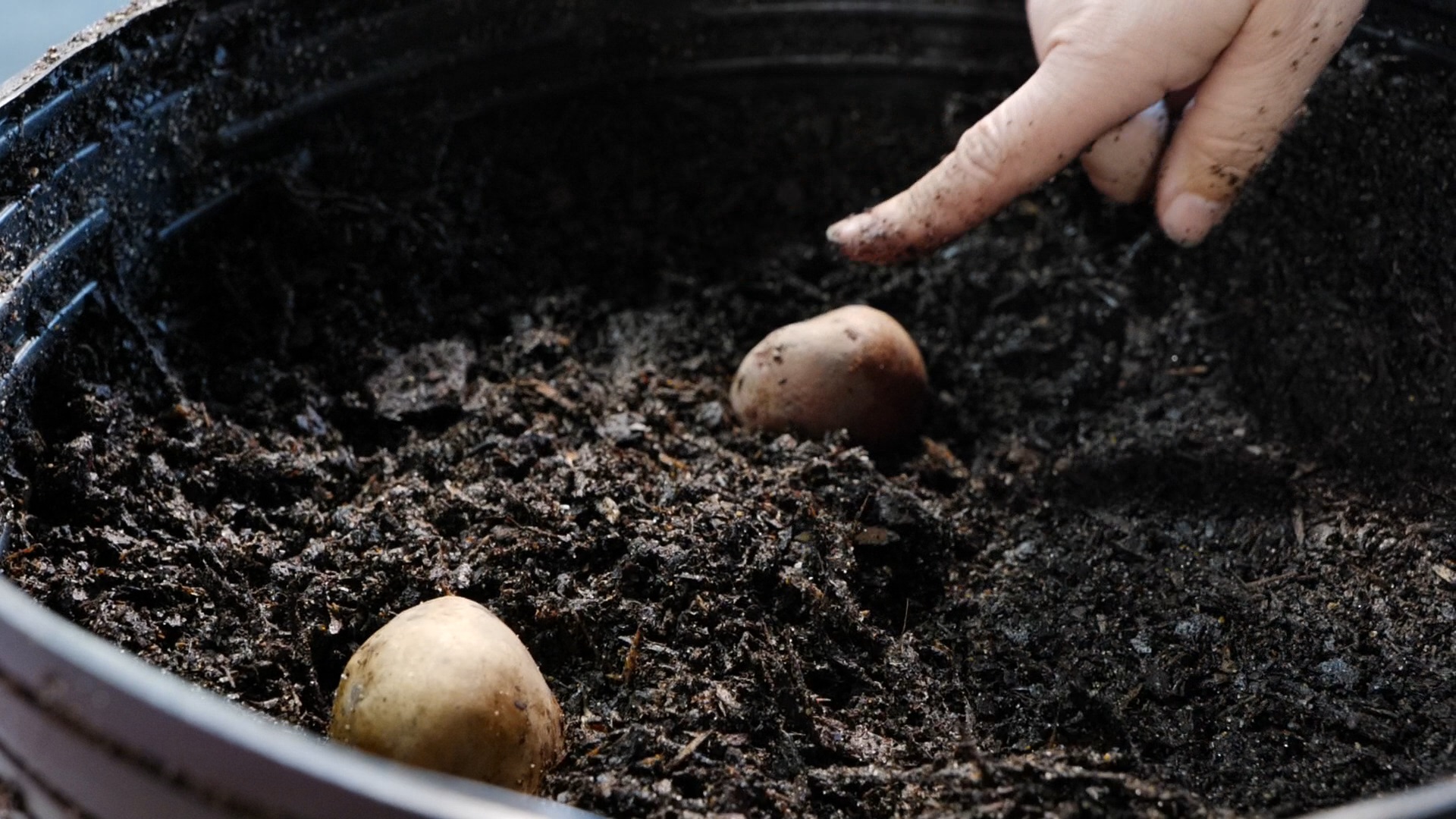 Get It Growing: plant potatoes in containers